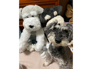 ☆モデル犬卒業後、里親さん宅での様子☆～ラフちゃん～